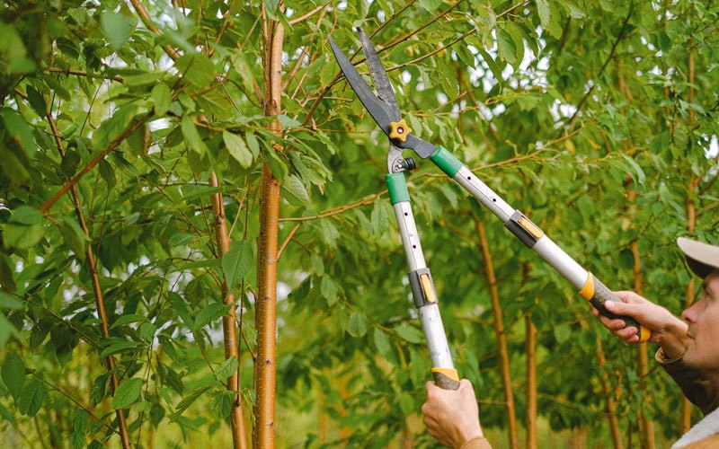 Tree trimming in Toppenish, WA